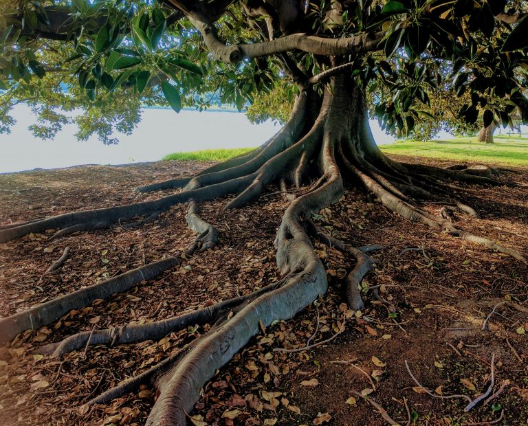 Racine d'arbre